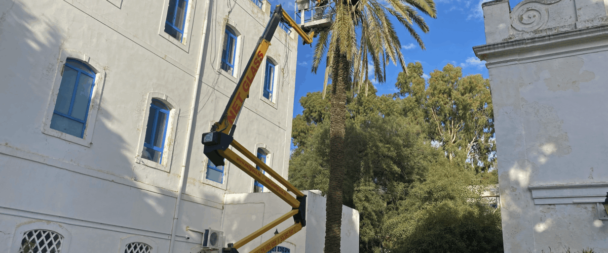 Elagage des palmiers 1 Elagage des palmiers