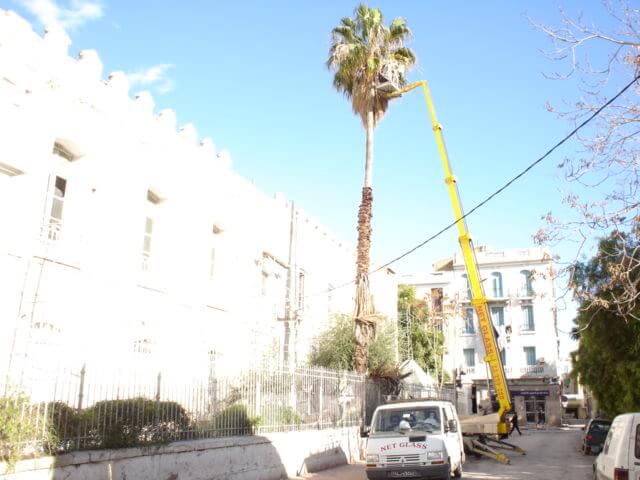 Elagage des palmiers 10 Elagage des palmiers