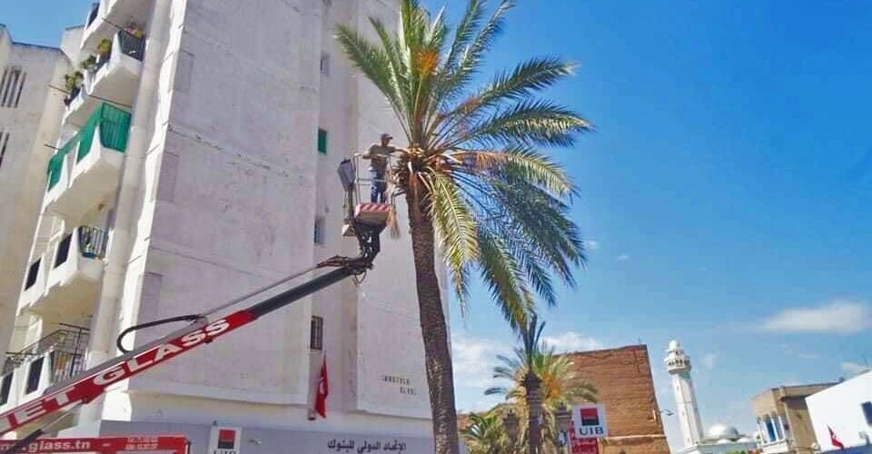 Elagage des palmiers 2 Elagage des palmiers