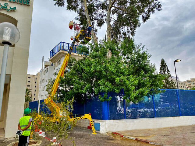 Elagage des palmiers 3 Elagage des palmiers