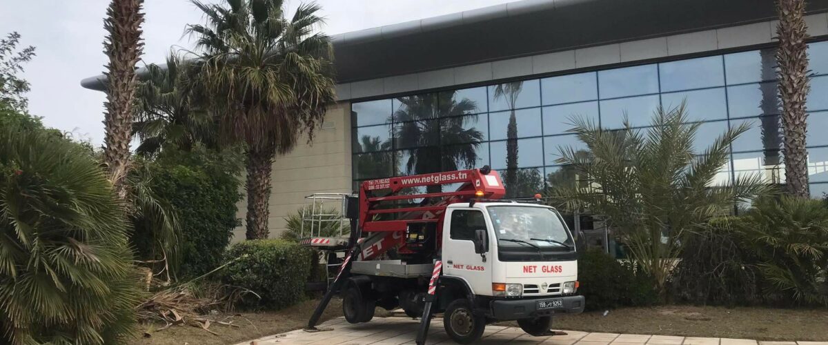 Elagage des palmiers 5 Elagage des palmiers