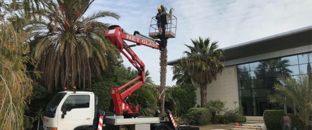 Elagage des palmiers 6 Elagage des palmiers