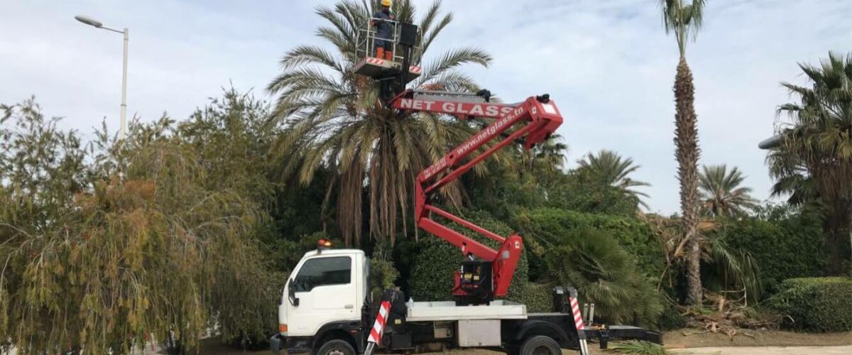Elagage des palmiers 7 Elagage des palmiers