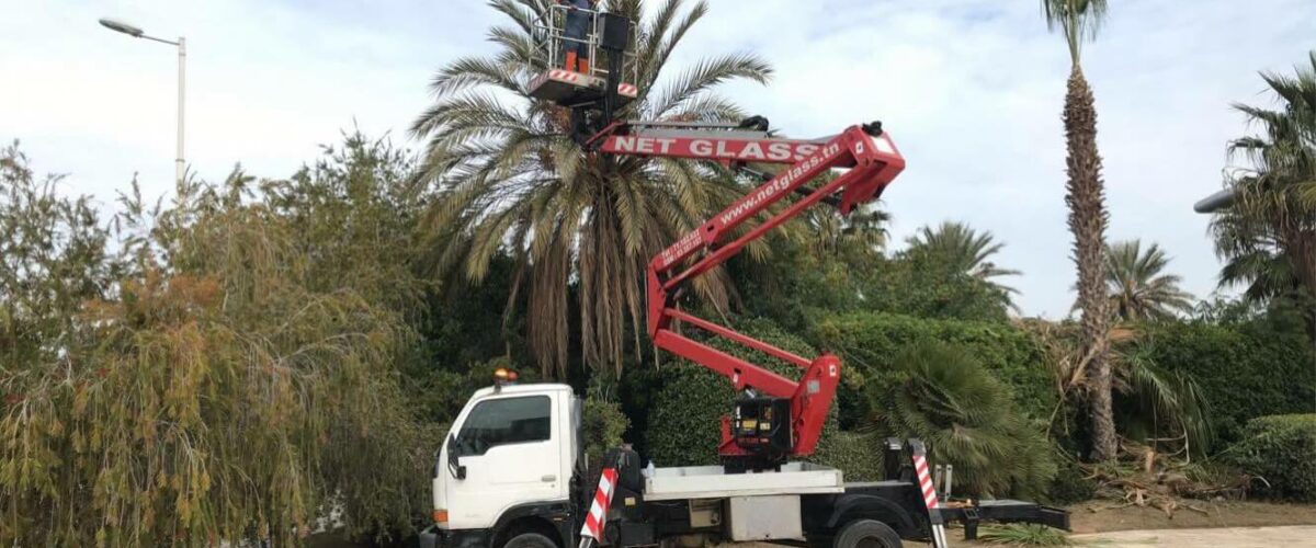 Elagage des palmiers 8 Elagage des palmiers