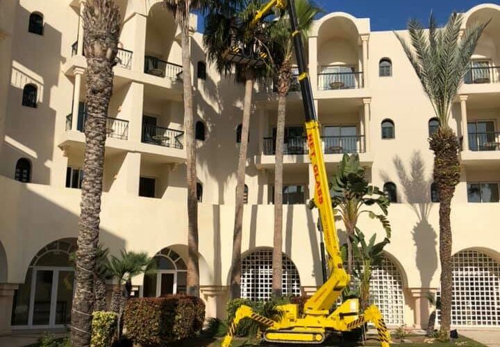 Elagage des palmiers 9 Elagage des palmiers