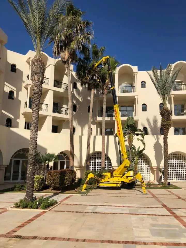 elagage-palmiers elagage-palmiers